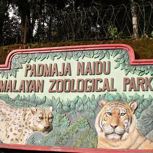 Padmaja Naidu Himalayan Zoological Park