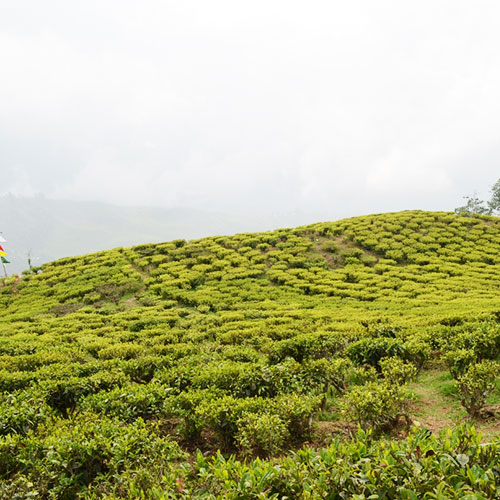 Happy Valley Tea Estate